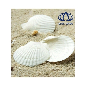 เปลือกหอยเชลล์ขายดีประจำปี 2026 คุณภาพสะอาดไร้ที่ติ สำหรับตกแต่งภายในและงานฝีมือสร้างสรรค์ ใช้งานได้ยาวนาน คุณภาพส่งออก - Product Image 1