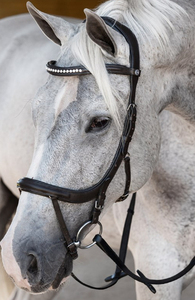 Sports Style Leather English Bridle With Protective <b>Rubber</b>-rein <b>Boots</b> And Polished Metal Accents - Product Image 5