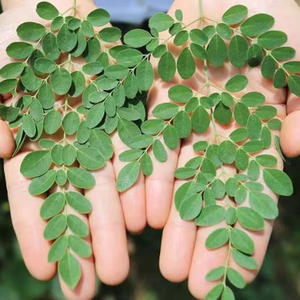 Meilleure Vente 2026 Poudre de Moringa - Super Aliment Naturel pour Renforcer l'Immunité Vente en Gros - Product Image 1