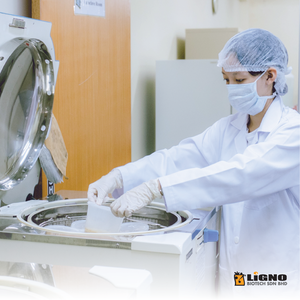 LiGNO TM02 ®   Polvo de Hongo Leche de Tigre - OEM de Malasia para Alimentos Funcionales Inmunitarios, Bebidas, Gomitas - GMP - Product Image 4