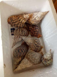หอยทากทรัมเป็ตคุณภาพส่งออก สดใหม่ พร้อมจัดส่งจำนวนมากทั่วโลก - Product Image 6