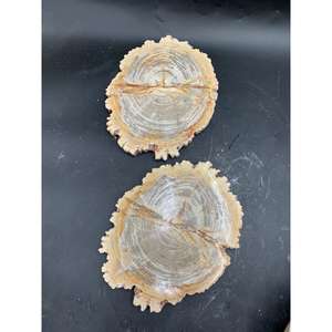 Tranche de bois pétrifié naturel indonésien 25x25x2 cm, bois poli, décoration et plaque de collection - Product Image 6