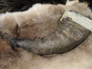 Custom Made Drinking <b>Horn</b> Beautifully Crafted Viking Engraved Drinking <b>Horns</b> Ideal for Stand for Beer Natural <b>Horns</b> <b>Drinks</b> - Product Image 5