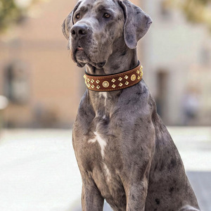 Durable Metal <b>Braided</b> Multi-functional England Style Dogs Pet Collars for All Seasons Stylish Design Wholesale - Product Image 1