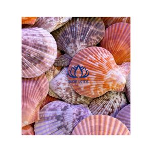 Artisanat esthétique de coquillages de haute qualité |   Art mural et décoration en coquillages naturels durables - Product Image 1