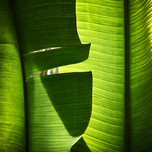 Top Quality Fresh Banana Leaf Made in Vietnam - <b>Cheap</b> Price Natural 100% Banana Leaf Export - Ms. Alina - Product Image 5