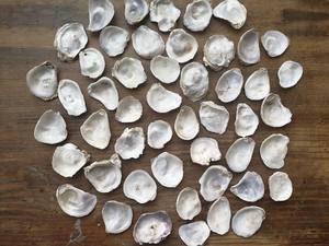 Concha marina de materia prima natural diversa/concha de vieira/la mejor opción para decoración/Sra. Beatrix - Product Image 6