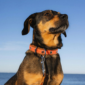 Wholesale Durable Leather <b>Braided</b> Dogs pet Collars crafted from genuine <b>braided</b> leather for long lasting reliability for sale - Product Image 2