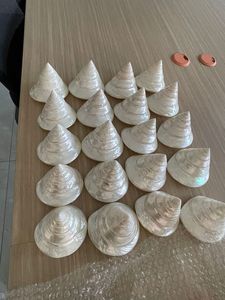 Proveedor de Vietnam: Conchas de Trochus Naturales Pulimentadas, Conchas Marinas Comerciales de Primera Calidad a Precio de Mayoreo para Adornos Únicos para el Hogar y Artesanías - Macy - Product Image 6