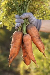 Légume biologique frais, nettoyé et lavé à l'eau, orange et carotte, à forte teneur en jus, brillant et sucré, produit agricole, qualité export en vrac - Product Image 3