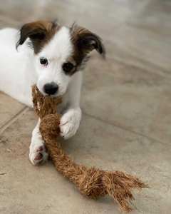 Cuerda Masticable para Perros de Fibra de Coco Ecológica, Biodegradable, Duradera, Vegana, Apta para Todos los Perros, Venta al por Mayor VIETNAM ANGLE - Product Image 2