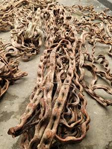 Vignes en bois de liane torsadées de qualité supérieure, corde décorative pour la décoration intérieure, matériau naturel pour l'enroulement des troncs, vente en gros Vietnam - Product Image 6