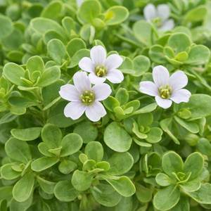 Extracto Natural Premium de Brahmi, Polvo de Bacopa Monnieri para Medicina Herbal, Productos Ayurvédicos y Aplicaciones Nutracéuticas - Product Image 2