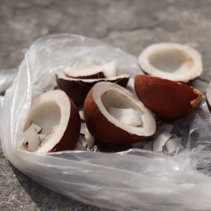 Noyaux de noix de coco mûres séchés au soleil, rendement supérieur, longue durée de conservation, produit en vrac pour les acheteurs mondiaux - Product Image 5