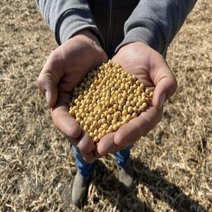 Soja non-OGM 2026 disponible à prix avantageux / Soja de haute qualité / Soja jaune non-OGM de qualité supérieure, non-OGM de haute qualité - Product Image 1