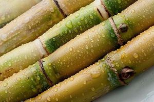 Jus de canne à sucre stérilisé en conserve VIET DELTA pour les fêtes, 330 ml, 100 % naturel, durée de conservation de 6 à 12 mois, origine Vietnam - Product Image 6