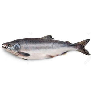 ปลาแซลมอนแปซิฟิกสดแช่แข็ง วัตถุดิบใหม่ ปลาแซลมอนแช่แข็ง ปลาแซลมอนป่า แบ่งส่วนขาย - Product Image 5