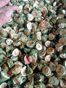 ผงมะระขี้นกอบแห้งธรรมชาติ – ไม่มีปุ๋ยเคมี |   อบแห้งเย็น |   วิตามินซีสูง คงสภาพได้นาน - Product Image 1