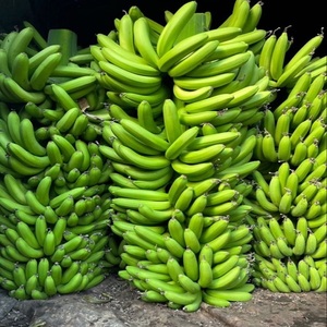 OFFRE SPÉCIALE Bananes Plantain Cavendish Fraîches de Haute Qualité Provenant de Fruits Tropicaux en Stock Prêt à l'emploi Prix de Gros Compétitif - Product Image 2