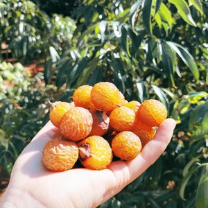 Natural Dried Soap Nuts Soapberry Washnut Berries for Laundry <b>Detergent</b> Cleaning Eco Friendly Bulk Wholesale Vietnam Supplier - Product Image 3