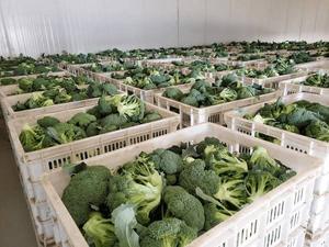 Brócoli Congelado IQF, Vegetales Congelados de Primera Calidad de Vietnam - Product Image 3