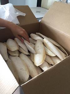 Exportations en vrac d'os de seiche abordables - Product Image 6