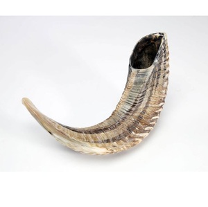Proveedor de Shofar de Cuerno de Carnero Kosher Genuino, Instrumento Musical Auténtico Hecho a Mano para Ceremonias Religiosas, Comercio B2B Global - Product Image 6