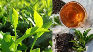 Factory Direct Organic <b>Black</b> <b>Tea</b> from Vietnam Handmade Loose Leaf Bulk <b>Tea</b> Ready to Ship at Low Price - Product Image 2