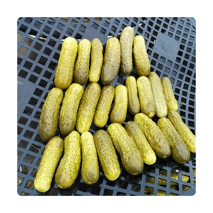 BEST SELLER Cornichons marinés purifiés, sûrs, croustillants, en tranches, en pot, pour apéritif, accompagnement, apport quotidien de sodium, vente en gros, export - Product Image 6