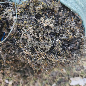 Polvo de Algas Sargassum Secas de Primera Calidad para Alimentación Animal, Humedad Máxima del 30%, de Vietnam - Product Image 5