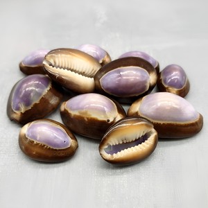 Décor sur le thème côtier, coquillages de haute qualité, coquilles de cauris, vente en gros de coquilles de cauris - Product Image 3