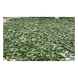 Hojas de guayaba secas naturales para infusiones herbales, suministro directo de fábrica a granel desde Vietnam - Product Image 6