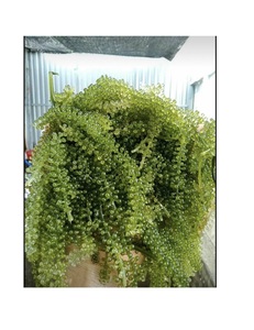 Algues vietnamiennes fraîches de raisin de mer utilisées pour la présentation des aliments de garniture culinaire et les besoins de cuisine traditionnelle - Product Image 5