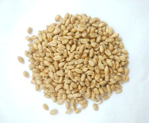 Grano de Trigo de Grado Alimenticio con Alto Contenido de Proteínas para Consumo Humano, Proveedor y Exportador al por Mayor con 24 Meses de Vida Útil - Product Image 5