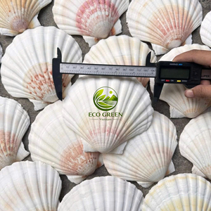 Coquilles de pétoncle naturelles pour la décoration, l'artisanat, la vaisselle de mariage sur la plage, la peinture DIY, la décoration d'aquarium – Fournisseur en gros du Vietnam - Product Image 4