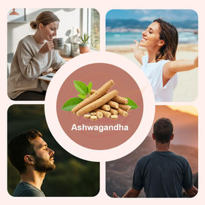 Cápsulas de Withania Somnifera de Grado Profesional, 60 Unidades, Suplemento Herbal para el Bienestar, Suministro a Granel - Product Image 3