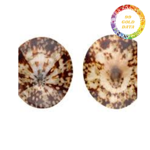 Coquilles de limpets en gros du Vietnam, coquillages naturels séchés pour fournitures artisanales, souvenirs et décoration - Product Image 2