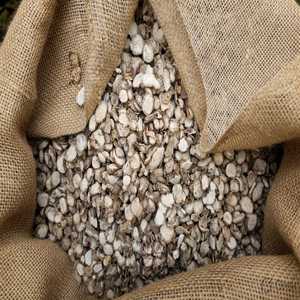 Zedoary séché, Rhizoma Kaempferiae séché, avec un arôme doux et rafraîchissant, qualité supérieure et savoureux, Zedoary séché de bonne qualité - Product Image 4