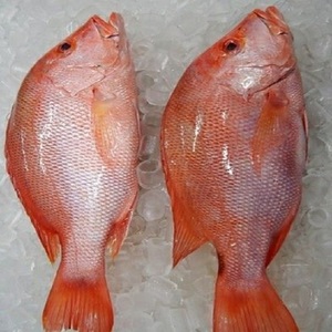 Poisson de Grouper Rouge Congelé Commercial à Prix Abordable pour les Entreprises de Fruits de Mer, Restaurants, Marchés et Fournisseurs de Services Alimentaires - Product Image 4