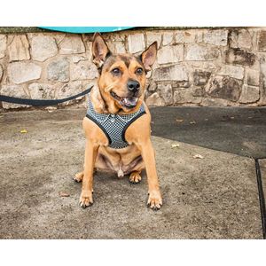 Checkerwag Reversible Breathable Adjustable <b>Dog</b> <b>Harness</b> with Buttoned Mesh Checkered Design Pet <b>Harnesses</b> Category - Product Image 6