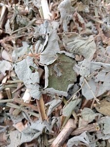 Fournisseur de feuilles d'Urena Lobata séchées du Vietnam, feuilles de Caesarweed séchées naturelles coupées de haute qualité ANGLE - Product Image 5