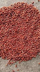 Grano de Sorgo Rojo para Alimentación de Ganado, Grado Alimenticio, Sin GMO, 12 Meses de Vida Útil, Hecho en India - Product Image 3