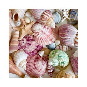 Coquillages les plus vendus pour la décoration en mosaïque et les travaux d'incrustation pour l'art en résine et l'artisanat artisanal, Vietnam - Product Image 1