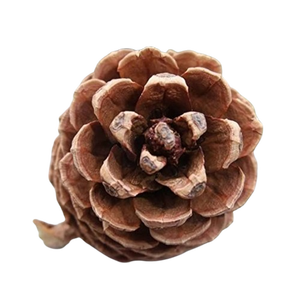 <b>Pinecone</b> Natural in Wholesales Price <b>Pinecone</b> Christmas Decoration for Room and Party Decoration - Product Image 5