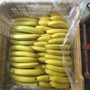 Bananes Plantain Cavendish Vertes Biologiques à Manger Directement 20kg Fraîches Chaîne du Froid - Product Image 5
