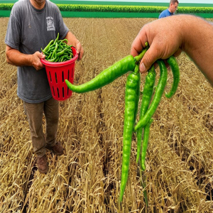 Meilleures Offres de Poudre de Fumier de Vache Séché en Gros, 100% Naturelle, Biologique, de Haute Qualité, Qualité Export, Déchets Agricoles à Vendre - Product Image 1