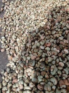 เม็ดมะม่วงหิมพานต์ออร์แกนิกคั่วคุณภาพสูงในเปลือกเกรด 1 บรรจุภัณฑ์แบบกำหนดเอง อายุการเก็บรักษา 2 ปี จากแอฟริกา - Product Image 1
