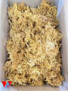 Proveedor vietnamita de musgo de mar seco de alta calidad/musgo irlandés dorado y morado que cumple con los estándares de Exportación/Lima - Product Image 2