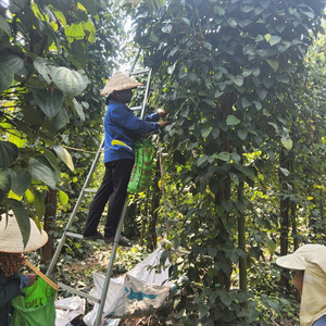 พริกไทยดำอบแห้ง 500 กรัม/ลิตร 550 กรัม/ลิตร เมล็ดเต็ม แหล่งกำเนิดเวียดนาม ไม่มีสิ่งแปลกปลอม ปริมาณไพร์เพอรีนสูง รสเผ็ดธรรมชาติ - Product Image 5
