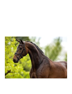 Brida Doble de Doma con Riendas en Cuero Marrón, Brida de Cuero Premium Personalizada para Caballo, 100% Aprobada por Control de Calidad Ecuestre - Product Image 3